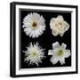 Flower Group 2-Jim Christensen-Framed Photographic Print