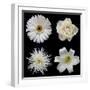 Flower Group 2-Jim Christensen-Framed Photographic Print