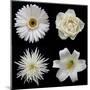 Flower Group 2-Jim Christensen-Mounted Photographic Print