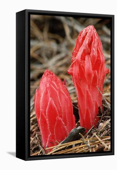 Flower Heads of Snow Plant-Joe McDonald-Framed Stretched Canvas