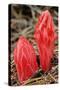 Flower Heads of Snow Plant-Joe McDonald-Stretched Canvas