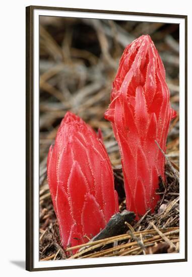 Flower Heads of Snow Plant-Joe McDonald-Framed Premium Photographic Print