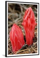 Flower Heads of Snow Plant-Joe McDonald-Framed Premium Photographic Print