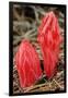 Flower Heads of Snow Plant-Joe McDonald-Framed Premium Photographic Print