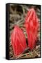 Flower Heads of Snow Plant-Joe McDonald-Framed Stretched Canvas