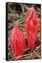 Flower Heads of Snow Plant-Joe McDonald-Framed Stretched Canvas