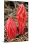 Flower Heads of Snow Plant-Joe McDonald-Mounted Photographic Print