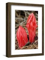 Flower Heads of Snow Plant-Joe McDonald-Framed Photographic Print