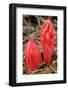 Flower Heads of Snow Plant-Joe McDonald-Framed Photographic Print