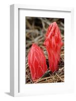 Flower Heads of Snow Plant-Joe McDonald-Framed Photographic Print