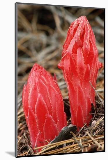 Flower Heads of Snow Plant-Joe McDonald-Mounted Photographic Print