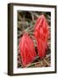Flower Heads of Snow Plant-Joe McDonald-Framed Photographic Print