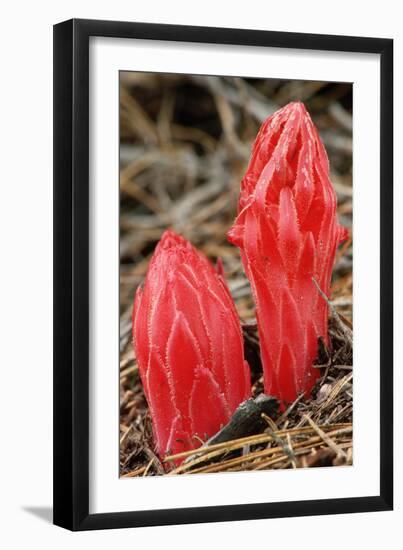 Flower Heads of Snow Plant-Joe McDonald-Framed Photographic Print