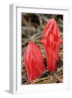 Flower Heads of Snow Plant-Joe McDonald-Framed Photographic Print