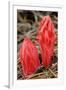 Flower Heads of Snow Plant-Joe McDonald-Framed Photographic Print