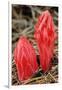 Flower Heads of Snow Plant-Joe McDonald-Framed Photographic Print