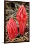 Flower Heads of Snow Plant-Joe McDonald-Framed Photographic Print