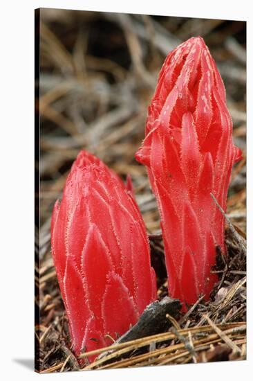 Flower Heads of Snow Plant-Joe McDonald-Stretched Canvas