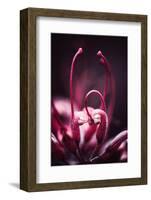 Flower Heart-Philippe Sainte-Laudy-Framed Photographic Print