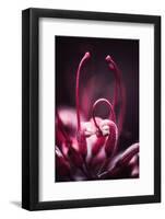 Flower Heart-Philippe Sainte-Laudy-Framed Photographic Print