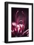 Flower Heart-Philippe Sainte-Laudy-Framed Photographic Print