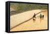 Flower Hmong Ethnic Group Women Working in the Rice Field-Bruno Morandi-Framed Stretched Canvas