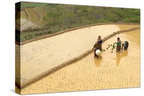Flower Hmong Ethnic Group Women Working in the Rice Field-Bruno Morandi-Stretched Canvas