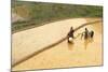 Flower Hmong Ethnic Group Women Working in the Rice Field-Bruno Morandi-Mounted Photographic Print