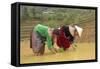 Flower Hmong Ethnic Group Women Working in the Rice Field-Bruno Morandi-Framed Stretched Canvas