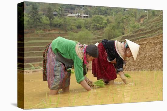 Flower Hmong Ethnic Group Women Working in the Rice Field-Bruno Morandi-Stretched Canvas