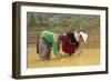 Flower Hmong Ethnic Group Women Working in the Rice Field-Bruno Morandi-Framed Photographic Print