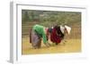 Flower Hmong Ethnic Group Women Working in the Rice Field-Bruno Morandi-Framed Photographic Print