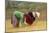 Flower Hmong Ethnic Group Women Working in the Rice Field-Bruno Morandi-Mounted Photographic Print