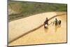 Flower Hmong Ethnic Group Women Working in the Rice Field-Bruno Morandi-Mounted Photographic Print