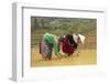 Flower Hmong Ethnic Group Women Working in the Rice Field-Bruno Morandi-Framed Photographic Print