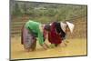 Flower Hmong Ethnic Group Women Working in the Rice Field-Bruno Morandi-Mounted Photographic Print