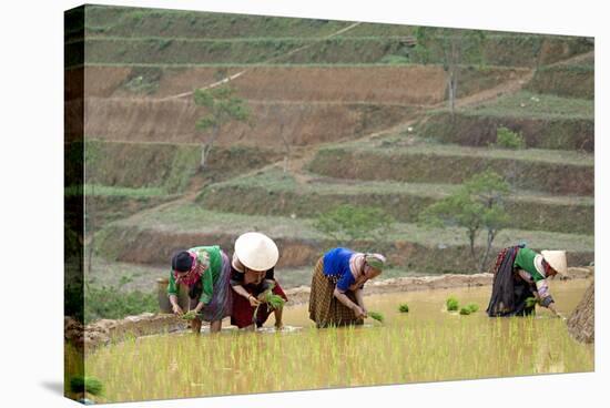Flower Hmong Women Working in the Rice Field, Bac Ha Area, Vietnam, Indochina, Southeast Asia, Asia-Bruno Morandi-Stretched Canvas