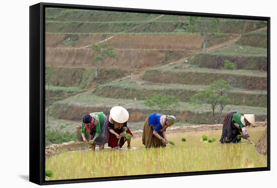 Flower Hmong Women Working in the Rice Field, Bac Ha Area, Vietnam, Indochina, Southeast Asia, Asia-Bruno Morandi-Framed Stretched Canvas