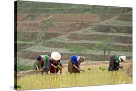 Flower Hmong Women Working in the Rice Field, Bac Ha Area, Vietnam, Indochina, Southeast Asia, Asia-Bruno Morandi-Stretched Canvas