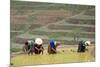 Flower Hmong Women Working in the Rice Field, Bac Ha Area, Vietnam, Indochina, Southeast Asia, Asia-Bruno Morandi-Mounted Photographic Print