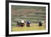 Flower Hmong Women Working in the Rice Field, Bac Ha Area, Vietnam, Indochina, Southeast Asia, Asia-Bruno Morandi-Framed Photographic Print