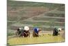 Flower Hmong Women Working in the Rice Field, Bac Ha Area, Vietnam, Indochina, Southeast Asia, Asia-Bruno Morandi-Mounted Photographic Print