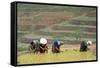 Flower Hmong Women Working in the Rice Field, Bac Ha Area, Vietnam, Indochina, Southeast Asia, Asia-Bruno Morandi-Framed Stretched Canvas