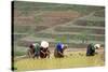 Flower Hmong Women Working in the Rice Field, Bac Ha Area, Vietnam, Indochina, Southeast Asia, Asia-Bruno Morandi-Stretched Canvas