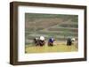 Flower Hmong Women Working in the Rice Field, Bac Ha Area, Vietnam, Indochina, Southeast Asia, Asia-Bruno Morandi-Framed Photographic Print
