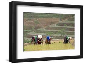 Flower Hmong Women Working in the Rice Field, Bac Ha Area, Vietnam, Indochina, Southeast Asia, Asia-Bruno Morandi-Framed Photographic Print