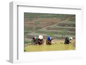 Flower Hmong Women Working in the Rice Field, Bac Ha Area, Vietnam, Indochina, Southeast Asia, Asia-Bruno Morandi-Framed Photographic Print