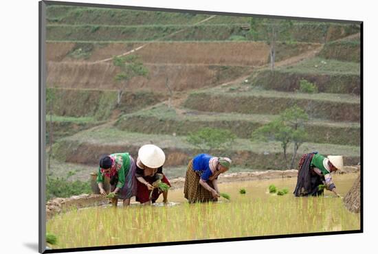 Flower Hmong Women Working in the Rice Field, Bac Ha Area, Vietnam, Indochina, Southeast Asia, Asia-Bruno Morandi-Mounted Photographic Print