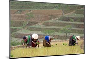 Flower Hmong Women Working in the Rice Field, Bac Ha Area, Vietnam, Indochina, Southeast Asia, Asia-Bruno Morandi-Mounted Photographic Print