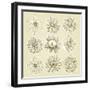 Flower Illustration-mhlam-Framed Art Print